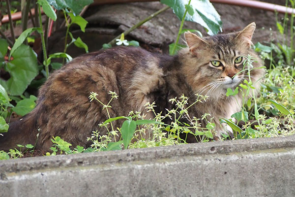 まだ居るにゃ　くり坊