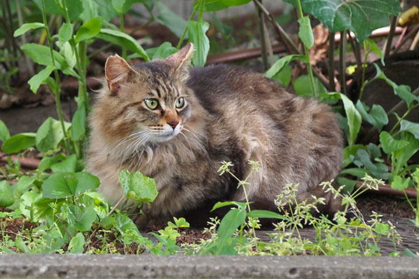 かわいい顔で遠く見る　くり坊