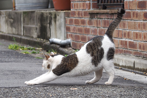 セイ　道路で伸び