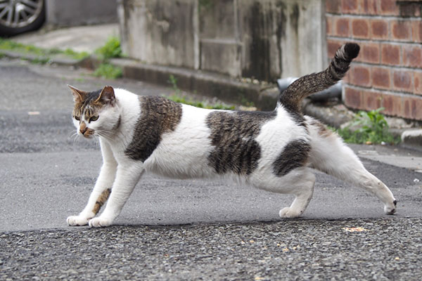 セイ　道路で伸び　後ろ足