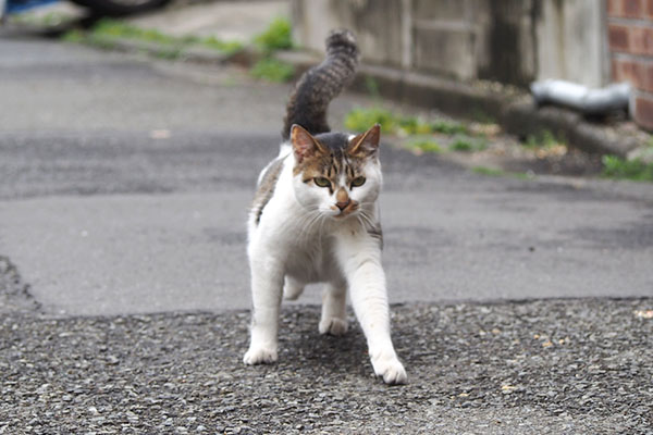 セイ　見ながら