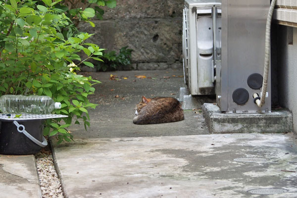 サーヤ　寝ています