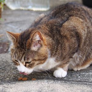sahya eats treats
