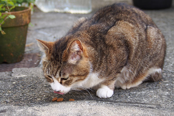 sahya eats treats