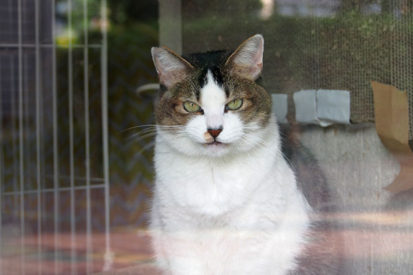 meguro cat in the room