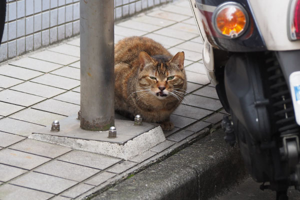 ヴェルデ　小さく鳴く