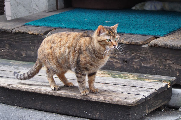 ヴェルデ　それなりに元気