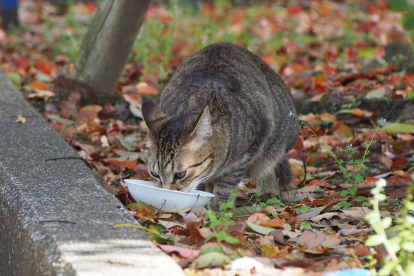 らい太　つい食べちゃった