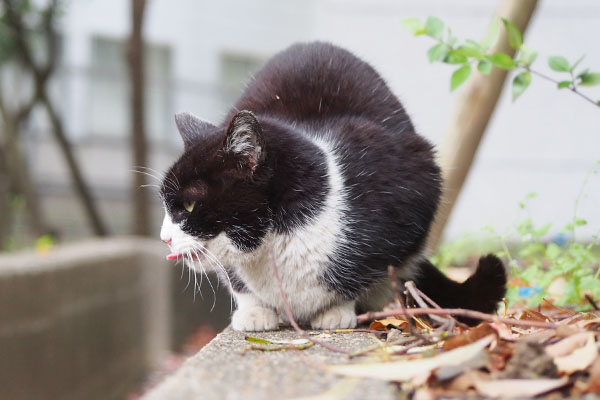 ポチ　塀の上