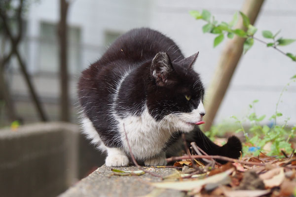 ポチ　塀の上　右