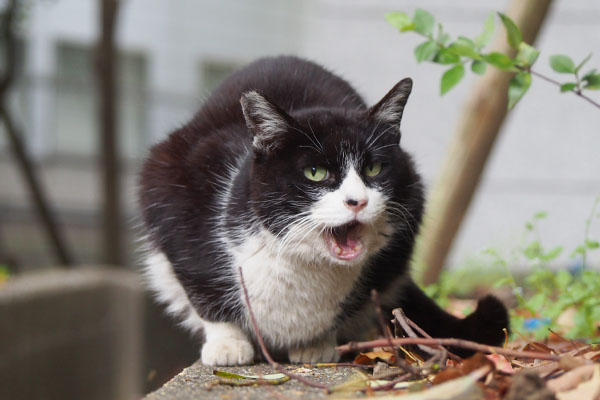 ポチ　塀の上　ご馳走様