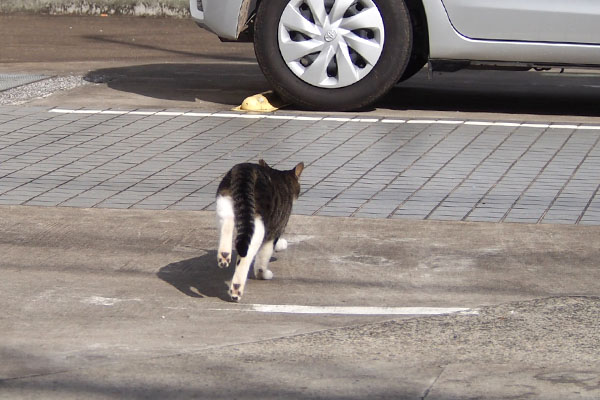 リンクス　先導してるおしり