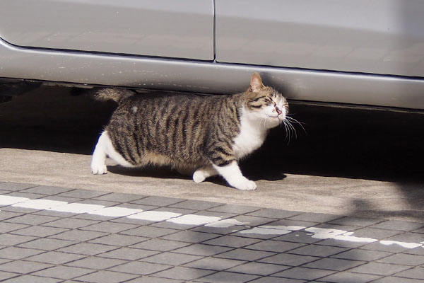 リンクス　車にすりりん