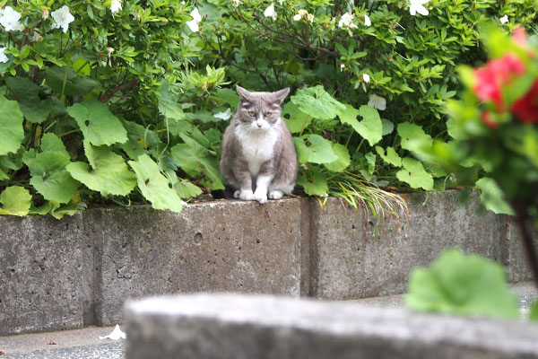 背後から視線　レックス