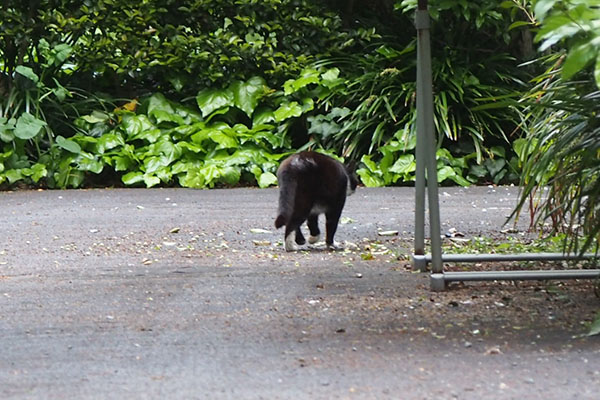 ブッチ　どこへ向かうのか