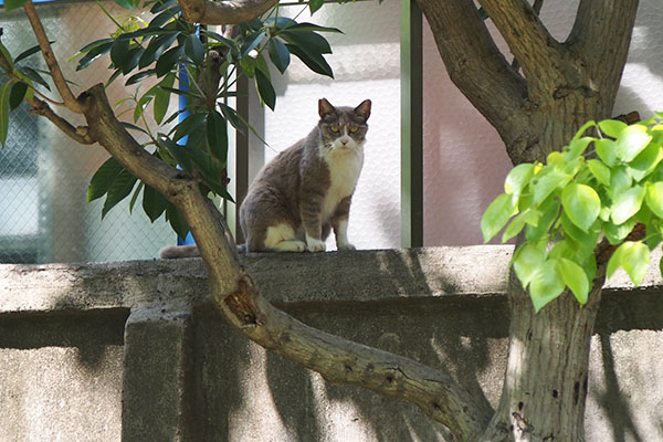 レックス　塀の上から見てる