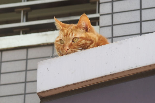 ギザ　ずっと向いを見てる