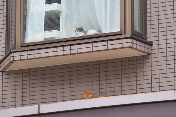 ギザと三毛猫さん　上下シフト