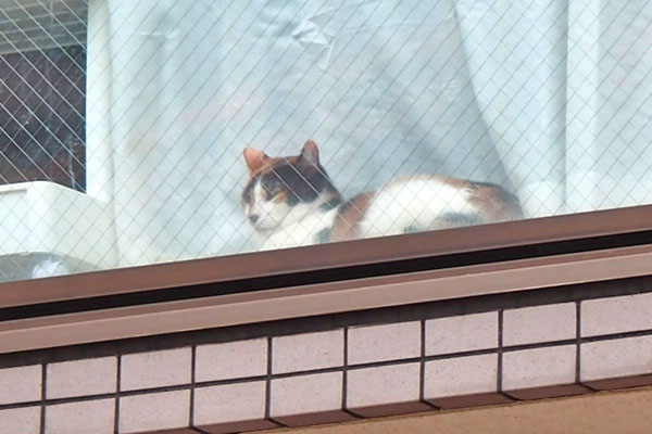 三毛猫さん　お向かいを見てる