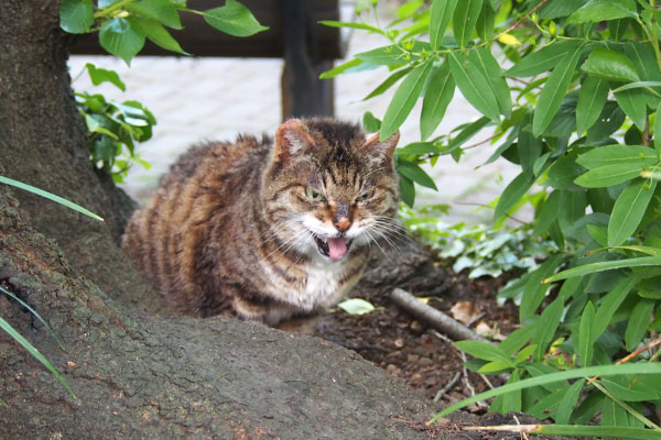 フォックス　すぐ鳴く