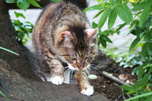 フォックス　出ると見せかけ