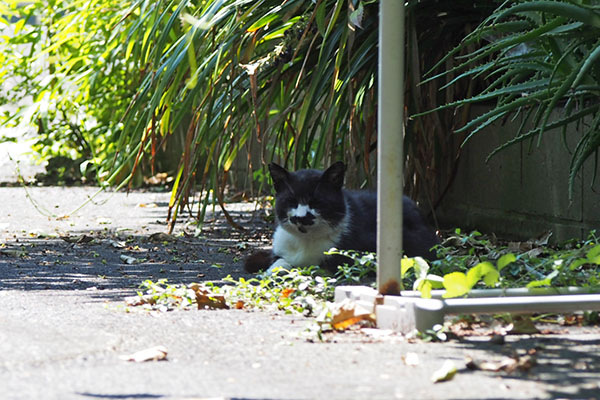 ブッチ　日陰に居る