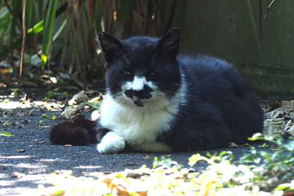 bucchi in shade