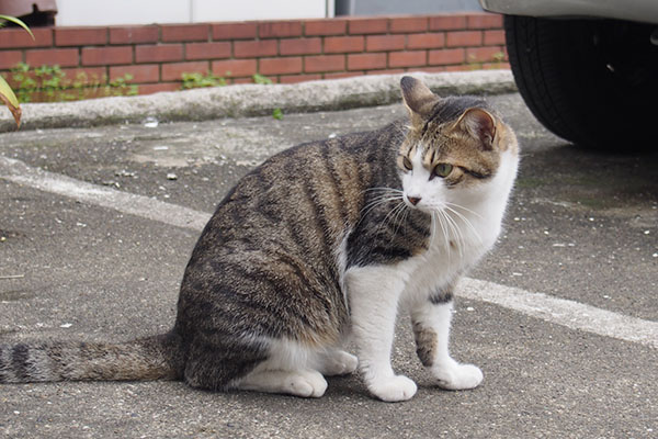 コルビ　きょろきょろ