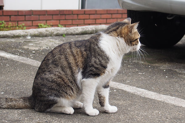 コルビ　らい太を見つけた