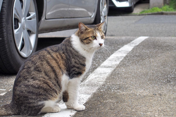 corbi sitting