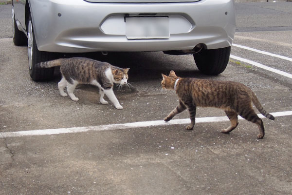 コルビとらい太　接近