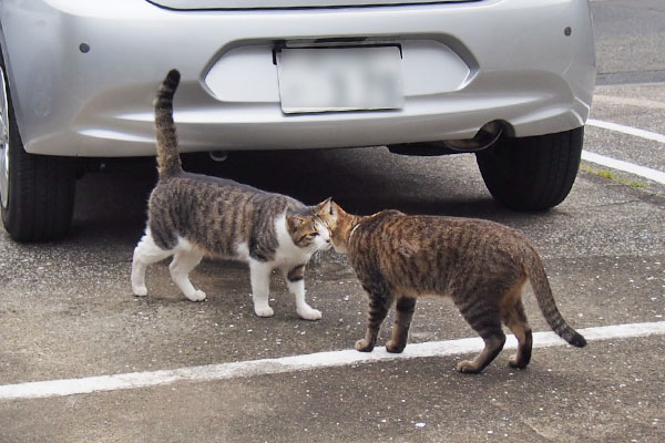 コルビとらい太　挨拶中