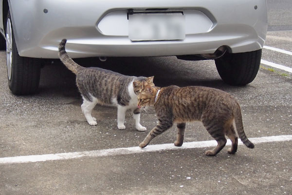 コルビとらい太　すぐ終わる