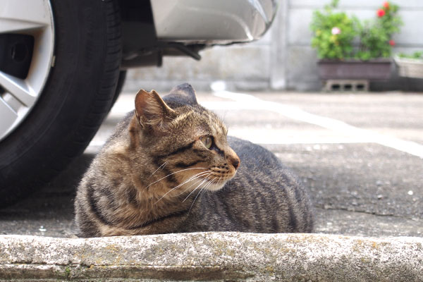 シマヲ　誰か来た