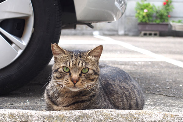 シマヲ　モノタじゃなかった