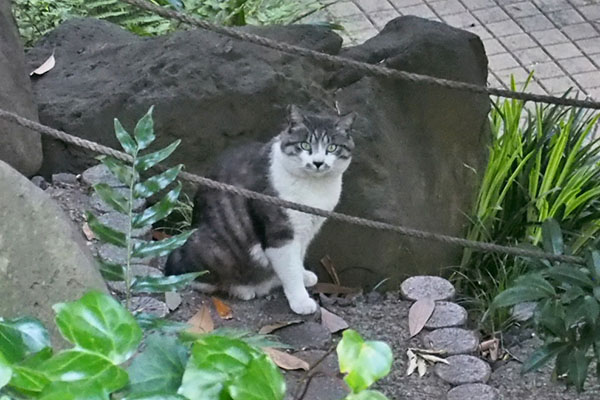 タンタル　撮るヒトを見る