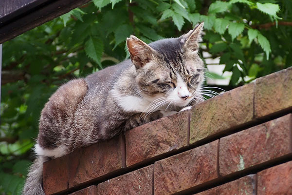 アシメ　お顔見せて
