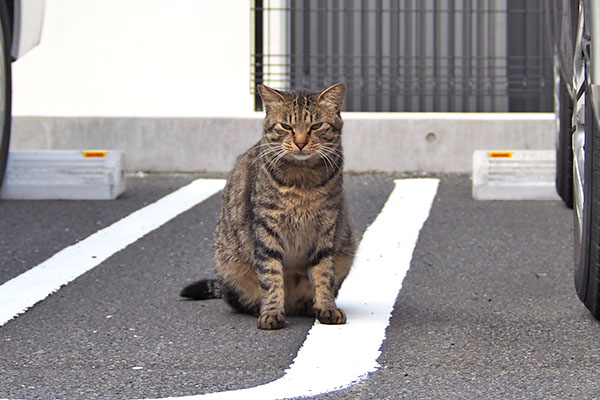 シマヲ　オヤツ係にゃよね