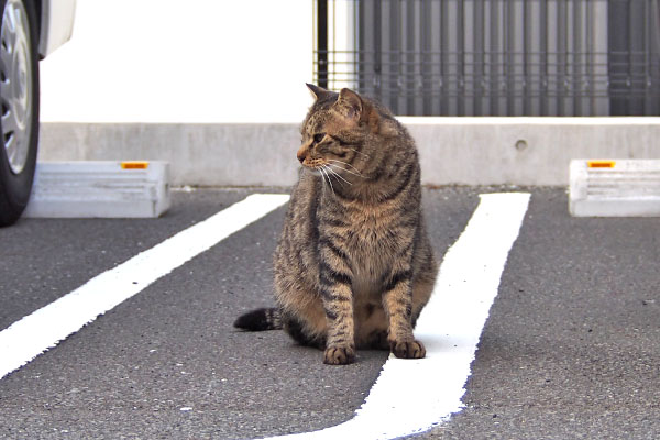 シマヲ　お座りして遠く見る