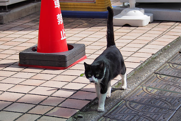 こまちが出て来た