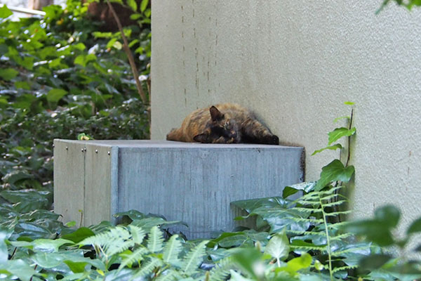 ロミ　壁にお腹向けて