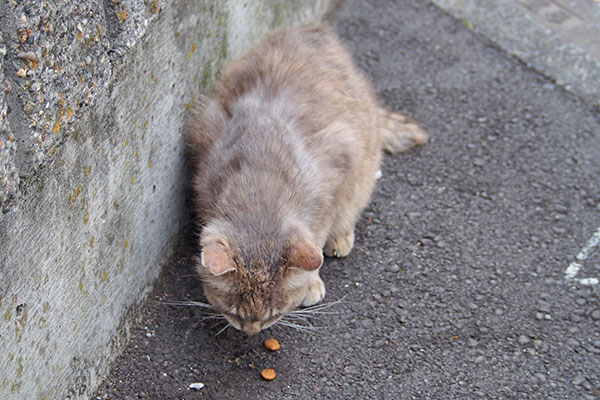 グリ　食欲はある　カリカリも