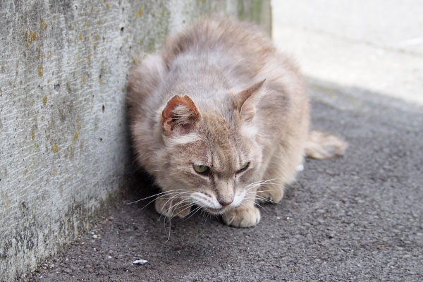 グリ　まだ食べるのか