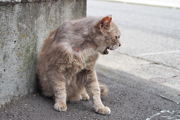 グリ　お口整理中