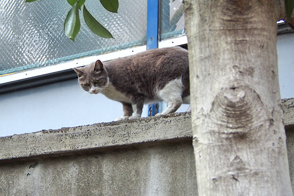 レックス　別日　立ち上がる