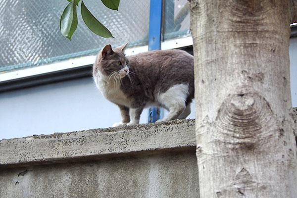 レックス　いつもの場所見てる