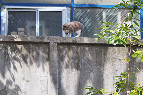 高さは2メートル以上の塀