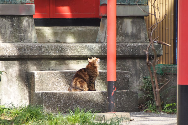 見上げる　クラタン　遠い