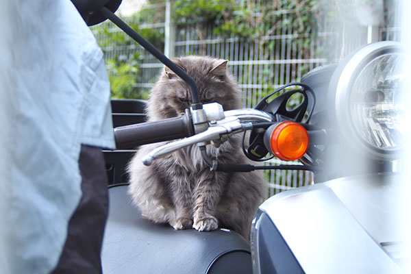 マフ　バイクにお座り