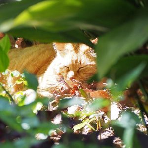 sleepy cat Lucus